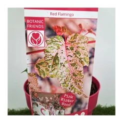 Acer Negundo Flamingo -Tienda de Bonsáis Hechos a Mano acer negundo flamingo 2