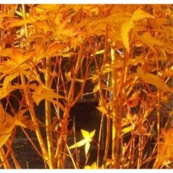 Tienda de Bonsáis Hechos a Mano -Tienda de Bonsáis Hechos a Mano acer palmatum bi hoo 1