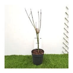 Tienda de Bonsáis Hechos a Mano -Tienda de Bonsáis Hechos a Mano acer palmatum butterfly 1