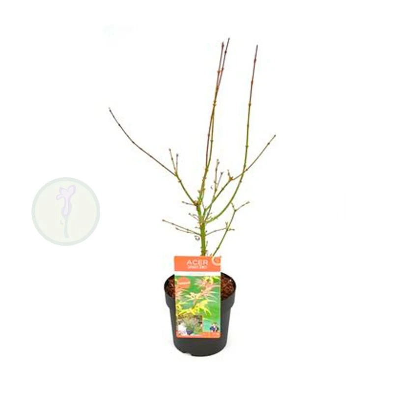 Acer Palmatum Jerre Schwartz 2 Acer Palmatum Jerre Schwartz - Imagen 2
