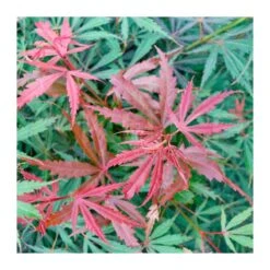 Acer Palmatum Jerre Schwartz 6 Acer Palmatum Jerre Schwartz -Tienda de Bonsáis Hechos a Mano acer palmatum jerre schwartz 2