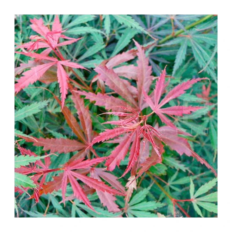 Acer Palmatum Jerre Schwartz 3 Acer Palmatum Jerre Schwartz - Imagen 3