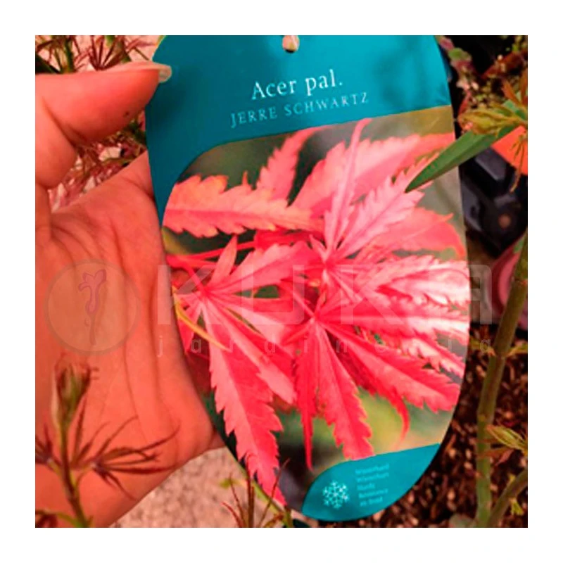 Acer Palmatum Jerre Schwartz 4 Acer Palmatum Jerre Schwartz - Imagen 4