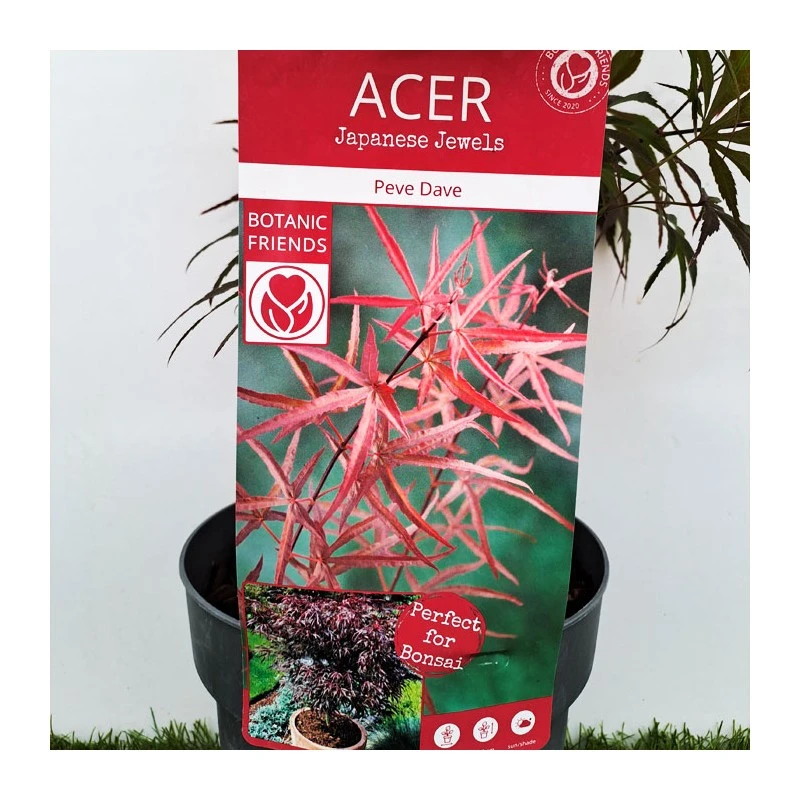 Acer Palmatum Pevé Dave 2 Acer Palmatum Pevé Dave - Imagen 2