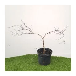 Acer Palmatum Seiryu -Tienda de Bonsáis Hechos a Mano acer palmatum seiryu 2