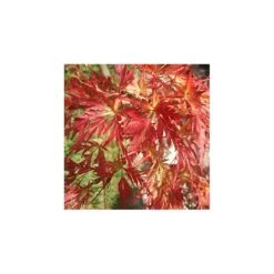 Acer Palmatum Seiryu -Tienda de Bonsáis Hechos a Mano acer palmatum seiryu 3