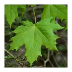 Tienda de Bonsáis Hechos a Mano -Tienda de Bonsáis Hechos a Mano acer platanoides 1