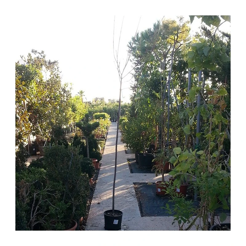 Acer Saccharinum 2 Acer Saccharinum - Imagen 2