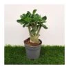 Adenium Obesum Blanca