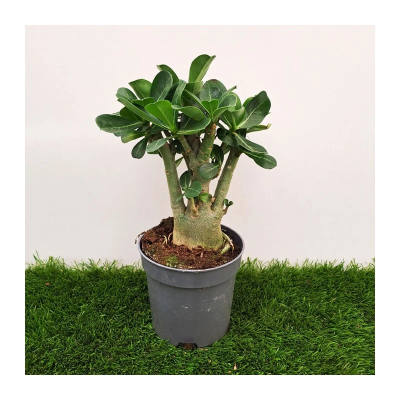 Adenium Obesum Blanca 1 Adenium Obesum Blanca