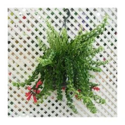 Tienda de Bonsáis Hechos a Mano -Tienda de Bonsáis Hechos a Mano aeschynanthus twister 1