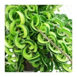 Aeschynanthus Twister -Tienda de Bonsáis Hechos a Mano aeschynanthus twister 2