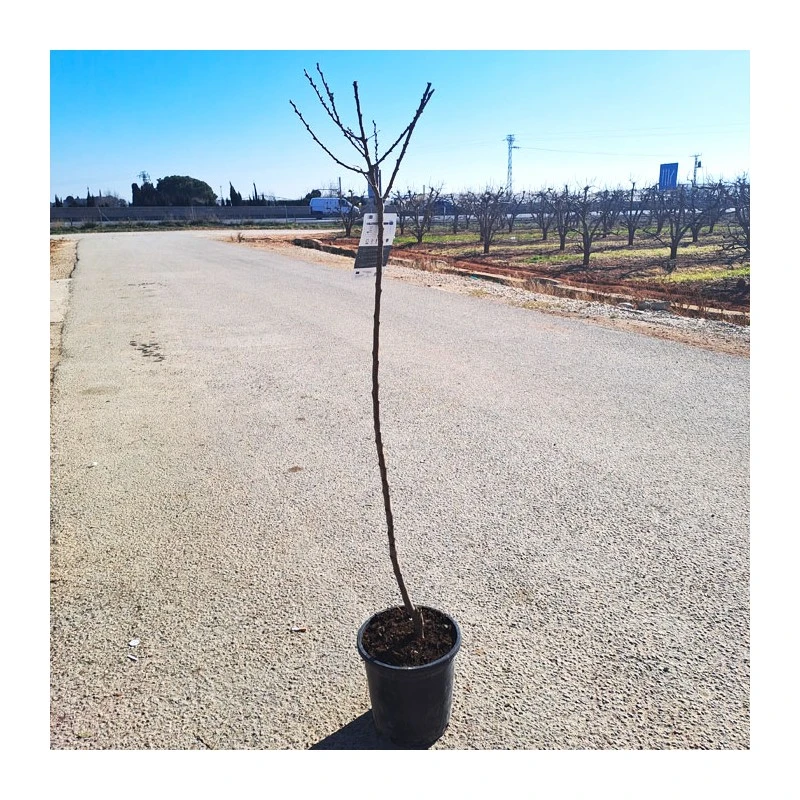 Albaricoque Bulida EJEMPLAR 2 Albaricoque Bulida EJEMPLAR - Imagen 2