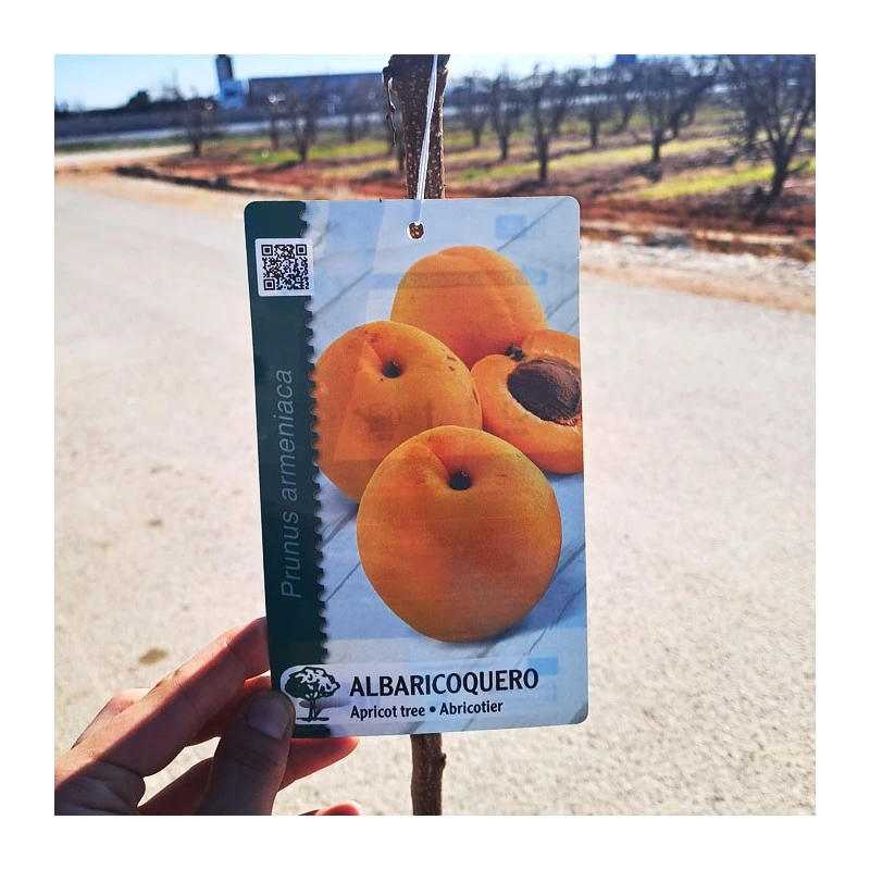 Albaricoque Bulida EJEMPLAR 1 Albaricoque Bulida EJEMPLAR
