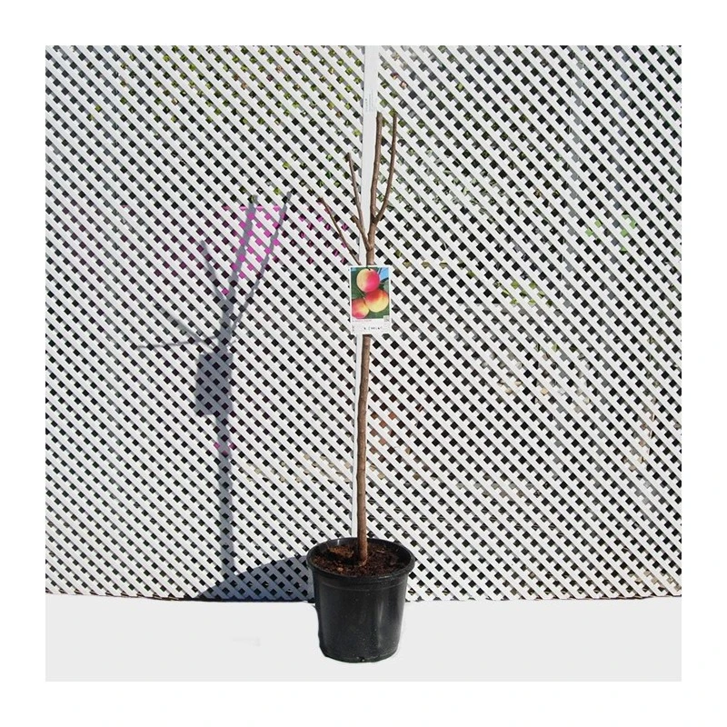 Albaricoque Galta Rocha 2 Albaricoque Galta Rocha - Imagen 2