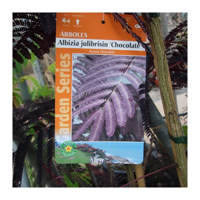 Albizia Julibrisin Summer Chocolate 3 Albizia Julibrisin Summer Chocolate - Imagen 3