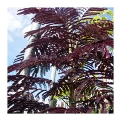 Albizia Julibrisin Summer Chocolate