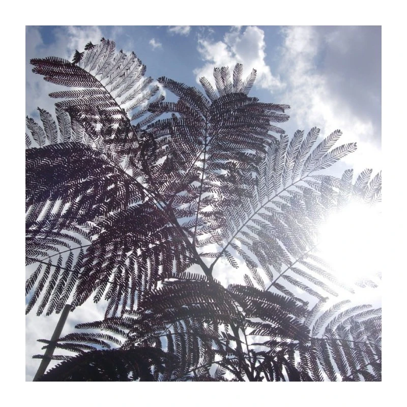 Albizia Julibrisin Summer Chocolate 4 Albizia Julibrisin Summer Chocolate - Imagen 4