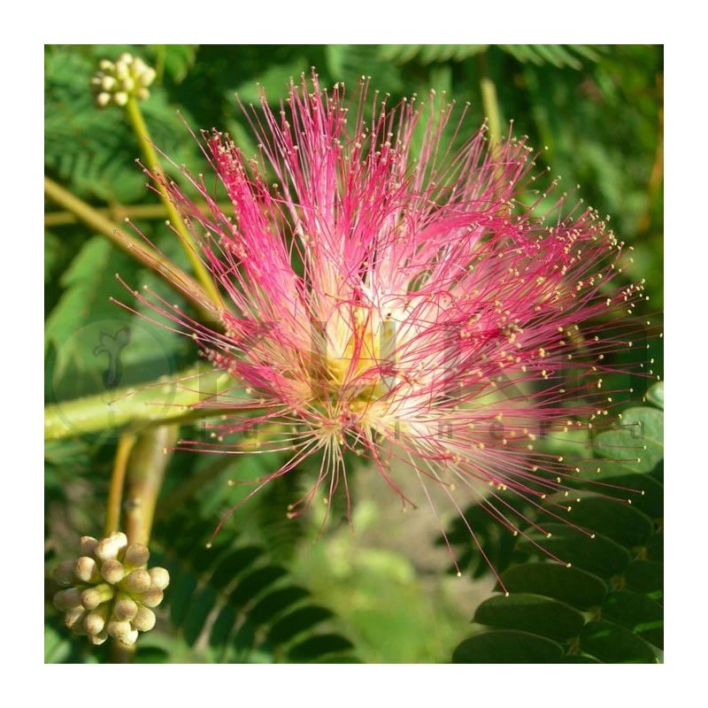 Albizia Julibrissin Rosea 2 Albizia Julibrissin Rosea - Imagen 2