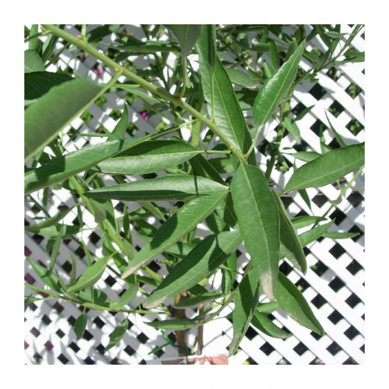 Almendro Glorieta 2 Almendro Glorieta - Imagen 2