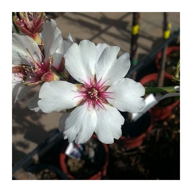 Almendro Glorieta 5 Almendro Glorieta - Imagen 5