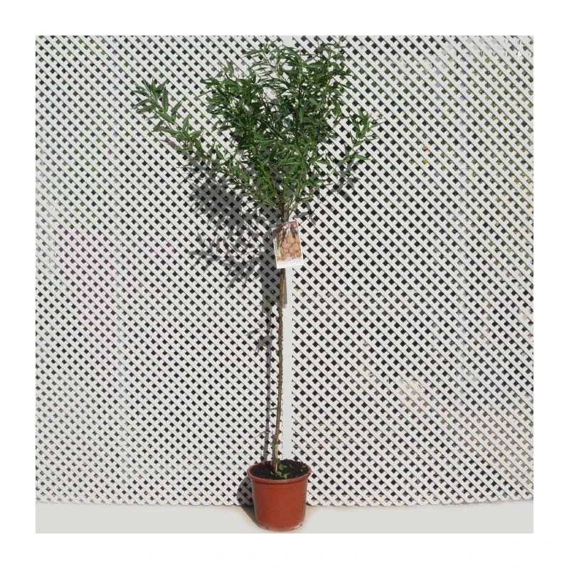 Almendro Glorieta 1 Almendro Glorieta