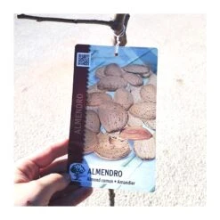 Almendro Mollar -Tienda de Bonsáis Hechos a Mano almendro mollar 2