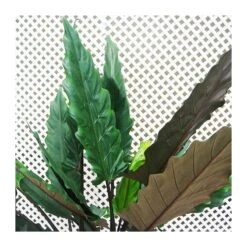 Tienda de Bonsáis Hechos a Mano -Tienda de Bonsáis Hechos a Mano alocasia lauterbachiana 1