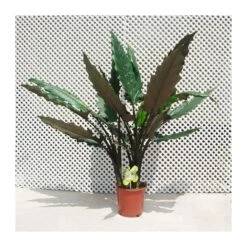 Alocasia. Alocasia Lauterbachiana