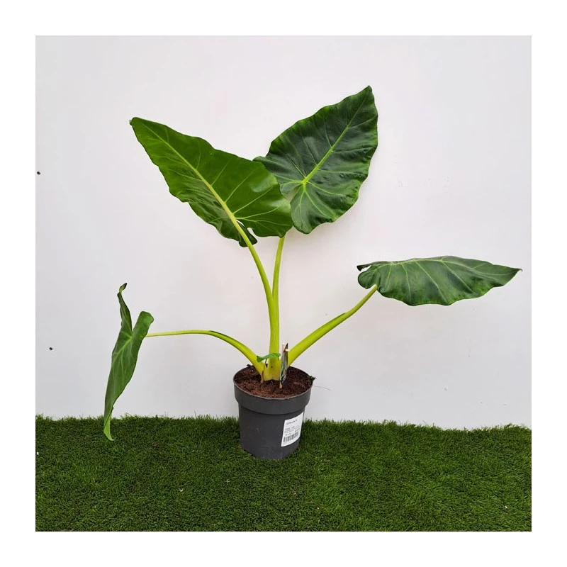 Alocasia Lutea 2 Alocasia Lutea - Imagen 2