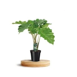 Alocasia Portodora -Tienda de Bonsáis Hechos a Mano alocasia portadora 2