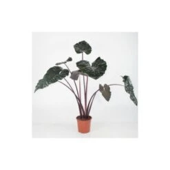 Tienda de Bonsáis Hechos a Mano -Tienda de Bonsáis Hechos a Mano alocasia yucatan princess 1