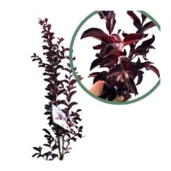 Árbol De Júpiter Black Diamond -Tienda de Bonsáis Hechos a Mano arbol de jupiter black diamond 2