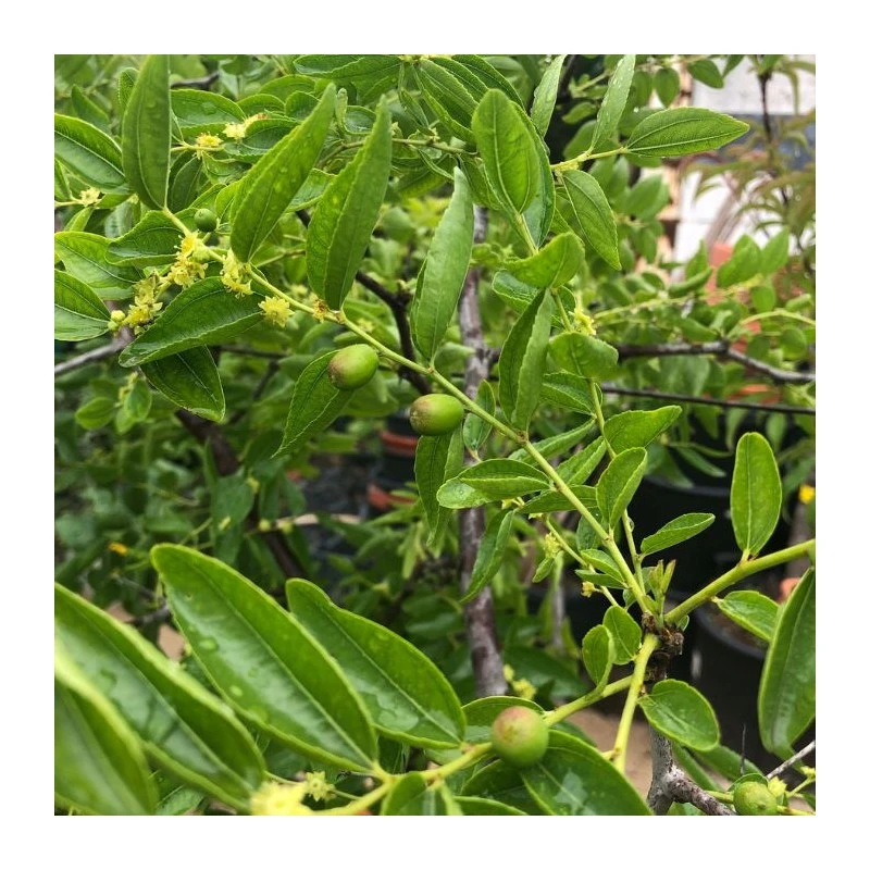 Azufaifo 2 Azufaifo - Imagen 2