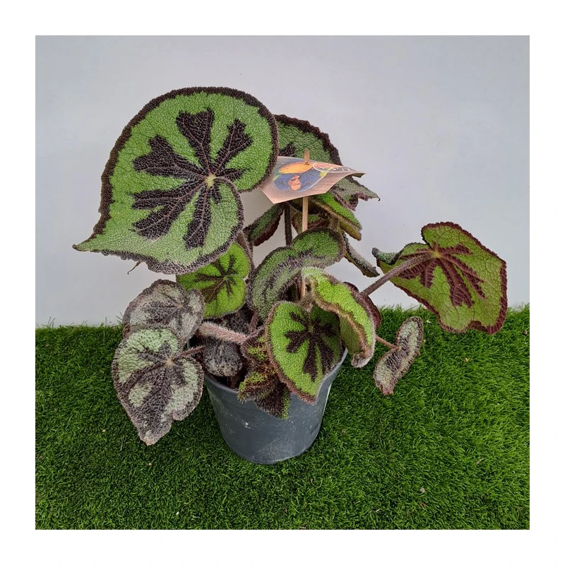 Begonia Masonia Mountain 2 Begonia Masonia Mountain - Imagen 2