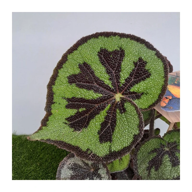 Begonia Masonia Mountain 1 Begonia Masonia Mountain