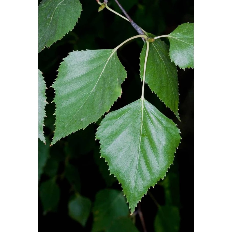 Abedúl Alba Pendula. 1 Abedúl Alba Pendula.