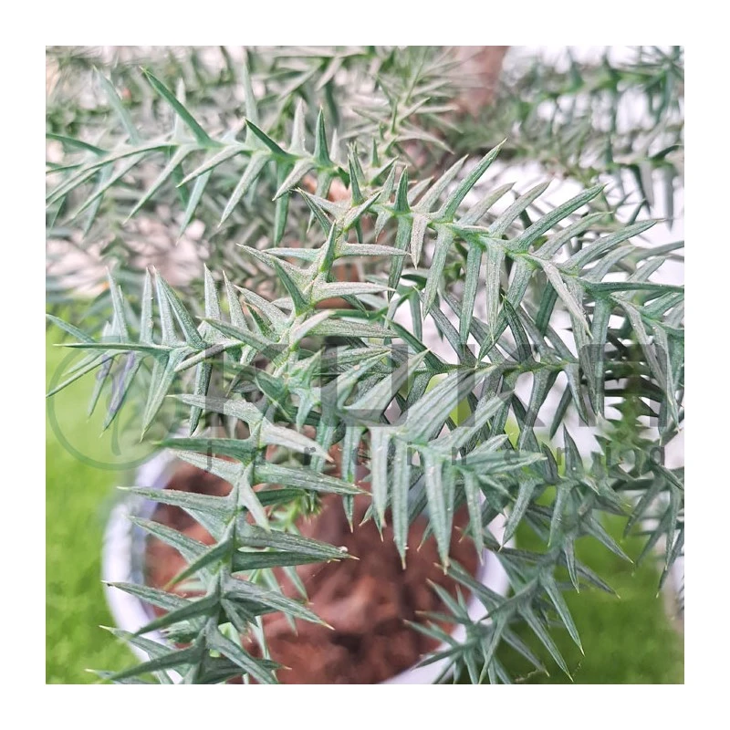 Bonsái Araucaria Cunninghamii 2 Bonsái Araucaria Cunninghamii - Imagen 2