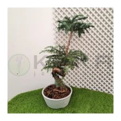 Bonsái Araucaria Cunninghamii