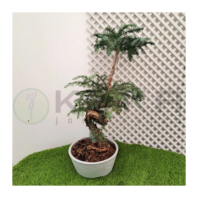 Bonsái Araucaria Cunninghamii 1 Bonsái Araucaria Cunninghamii