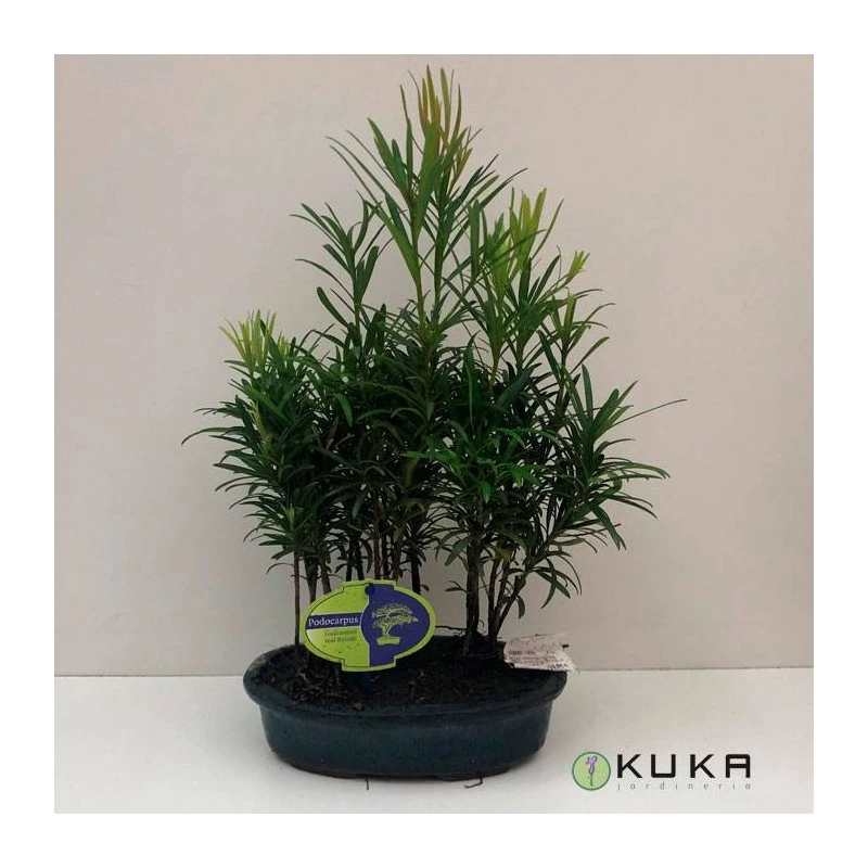 Bonsái Bosque De Podocarpus 2 Bonsái Bosque De Podocarpus - Imagen 2