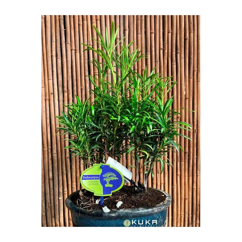 Bonsái Bosque De Podocarpus 1 Bonsái Bosque De Podocarpus