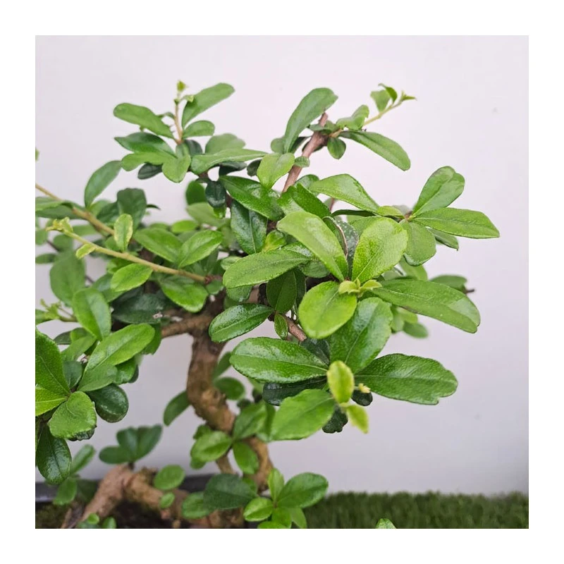 Bonsái Carmona Retusa 2 Bonsái Carmona Retusa - Imagen 2