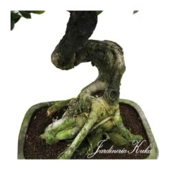 Bonsái Celtis Sinensis -Tienda de Bonsáis Hechos a Mano bonsai celtis sinensis 2