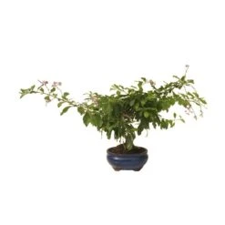 Bonsai Durantha Repens Erecta