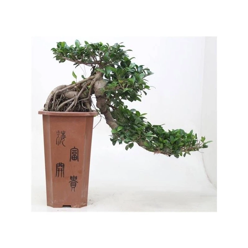 Bonsái Ficus Ginseng En Cascada 1 Bonsái Ficus Ginseng En Cascada