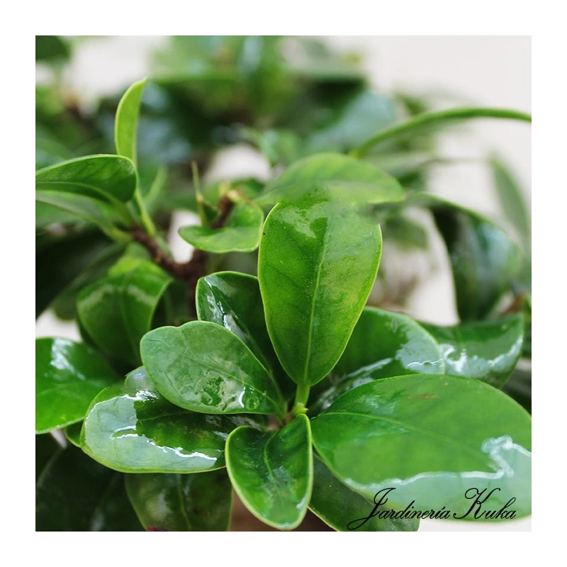 Ficus Ginseng Microcarpa Pre-bonsái 1 Ficus Ginseng Microcarpa Pre-bonsái