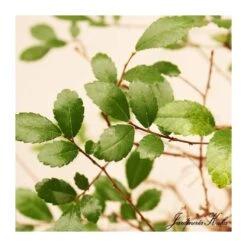 Bonsái Zelkova Sp. 7 Bonsái Zelkova Sp. -Tienda de Bonsáis Hechos a Mano bonsai zelkova sp 2