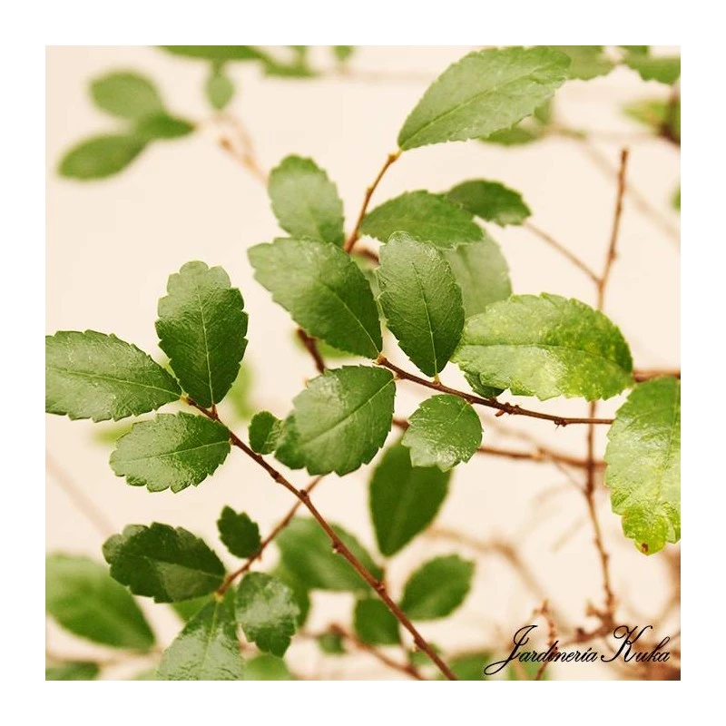 Bonsái Zelkova Sp. 3 Bonsái Zelkova Sp. - Imagen 3