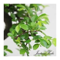 Bonsái Zelkova Sp. 8 Bonsái Zelkova Sp. -Tienda de Bonsáis Hechos a Mano bonsai zelkova sp 3